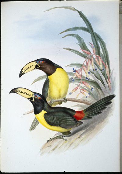 Lettered Aracari (pteroglossus inscriptus) (hand-coloured litho) بواسطة جون (بعد) جولد