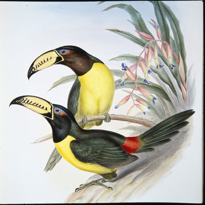 Lettered Aracari Toucan (Pteroglossus Inscriptus) (hand-coloured litho) بواسطة جون (بعد) جولد