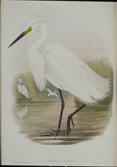 Little Egret (Egretta Garzetta) (hand-coloured litho) بواسطة جون (بعد) جولد