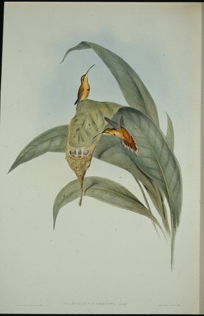 الناسك الصغير (Phaethornis eremita) (ليثو ملون يدويًا) بواسطة جون (بعد) جولد