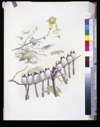 حلمة طويلة الذيل (Mecistura Caudata) (ليثو ملون يدويًا) بواسطة جون (بعد) جولد