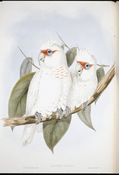 Long-billed Cockatoo (Licmetis Nasicus ) (hand-coloured litho) بواسطة جون (بعد) جولد