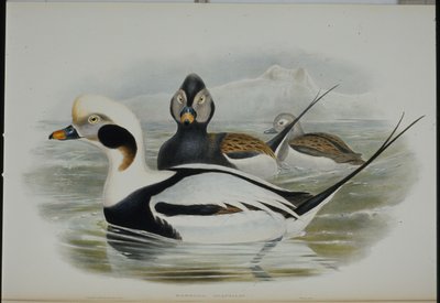 بطة طويلة الذيل (Harelda Glacialis) (ليثو ملون يدويًا) بواسطة جون (بعد) جولد