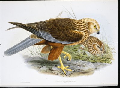 Marsh Harrier (Circus Aeruginosus) (coloured engraving) بواسطة جون (بعد) جولد