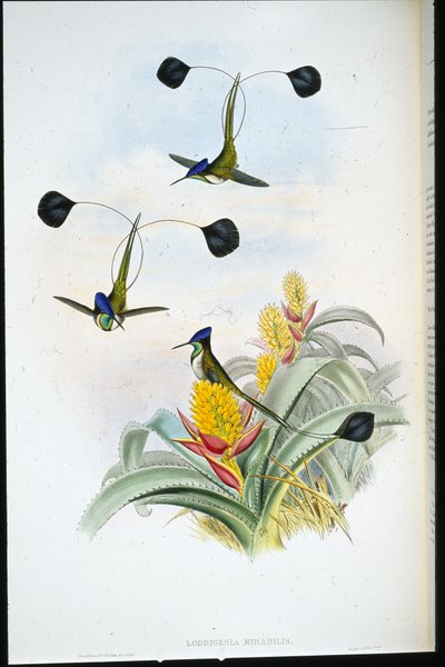 Marvellous Humming-bird (Loddigesia Mirabilis) (hand-coloured litho) بواسطة جون (بعد) جولد