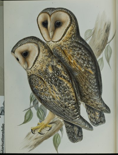 Masked Barn Owl (Strix Personata) (hand-coloured litho) بواسطة جون (بعد) جولد
