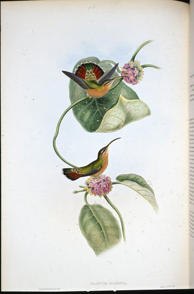 Mazeppa Hermit (Glaucis Mazeppa) (ليثو ملون يدويًا) بواسطة جون (بعد) جولد