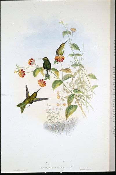 Metallic Puff-leg (Eriocnemis Alinae) (hand-coloured litho) بواسطة جون (بعد) جولد