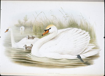 Mute Swan (Cygnus Olor) (hand-coloured litho) بواسطة جون (بعد) جولد