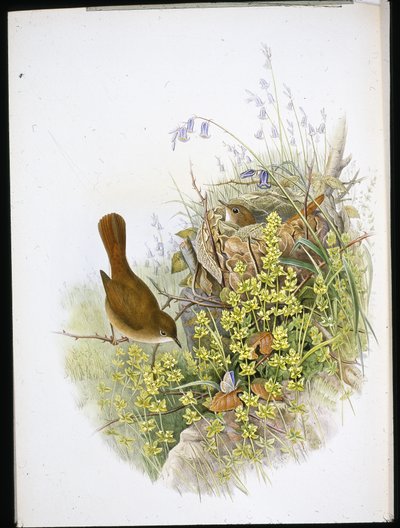 Nightingale (hand-coloured litho) بواسطة جون (بعد) جولد