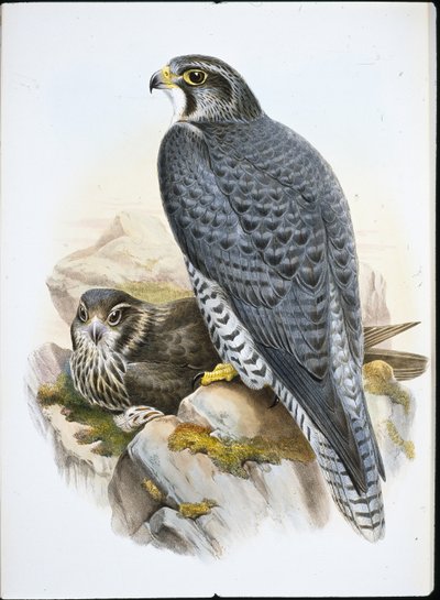 Norwegian or Gyrfalcon Falcon (Falco Gyrfalco) (hand-coloured litho) بواسطة جون (بعد) جولد