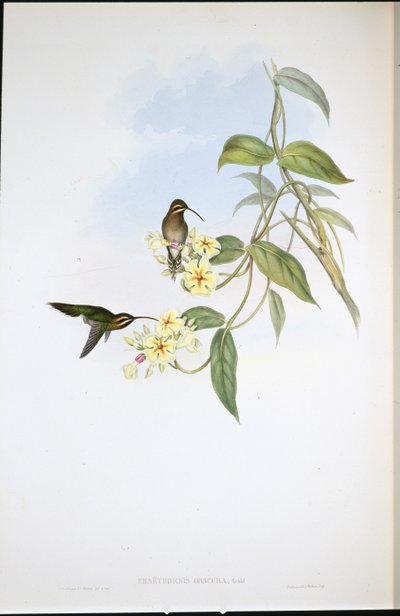 Obscure Hermit (Phaethornis Obscura) (hand-coloured litho) بواسطة جون (بعد) جولد