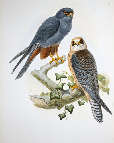 Orange-legged Hobby (Erythropus Vespertinus) (hand-coloured litho) بواسطة جون (بعد) جولد