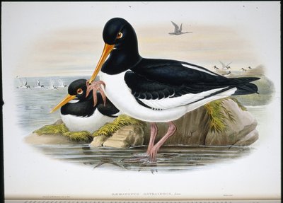 Oyster Catcher (Heamatopus Ostralegus) (hand-coloured litho) بواسطة جون (بعد) جولد