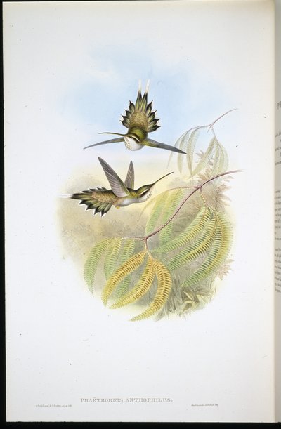 Pallid Hermit (Phaethornis Anthophilis) (hand-coloured litho) بواسطة جون (بعد) جولد