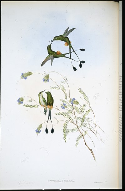 Peruvian Racket-tail (Spathura Peruana) (hand-coloured litho) بواسطة جون (بعد) جولد