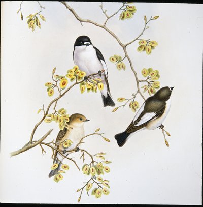 Pied Flycatcher (Muscicapa Atricapilla) (hand-coloured litho) بواسطة جون (بعد) جولد