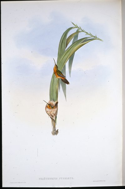 Pigmy Hermit (Phaethornis Pygmaeus) (hand-coloured litho) بواسطة جون (بعد) جولد