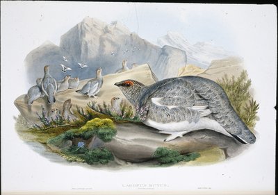 Ptarmigan (Autumn Plumage) (Lagopus Mutus) (hand-coloured litho) بواسطة جون (بعد) جولد