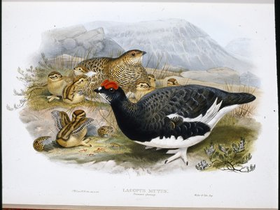 Ptarmigan (Summer Plumage) (Lagopus Mutus) (hand-coloured litho) بواسطة جون (بعد) جولد