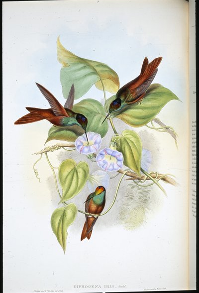 Rainbow (Diphogena Iris) (hand-coloured litho) بواسطة جون (بعد) جولد