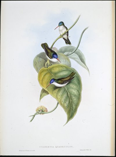 Red-billed Azure-crown (Cyanomyia Quadricolor) (hand-coloured litho) بواسطة جون (بعد) جولد