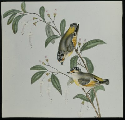 Red-lored Pardalote (pardalotus rubricatus) (hand-coloured litho) بواسطة جون (بعد) جولد