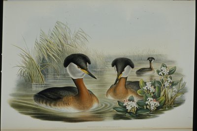 Red-necked Grebe (Podiceps Rubricollis) (hand-coloured litho) بواسطة جون (بعد) جولد
