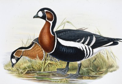 Red Breasted Goose (Bernicla Ruficollis (hand-coloured litho) بواسطة جون (بعد) جولد