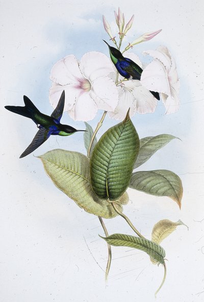 Panoplites عاكسة (Thalurania Refulgens) (حجر ملون يدويًا) بواسطة جون (بعد) جولد