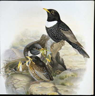 Ring Ouzel (Mer Ulatorquata) (حجر ملون يدويًا) بواسطة جون (بعد) جولد