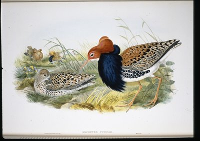 Ruff (Machetes Pugnax) (hand-coloured litho) بواسطة جون (بعد) جولد