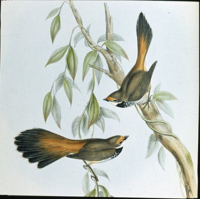 Rufous-fronted Fantail (Rhipidura Rufifrons) (ليثو ملون يدويًا) بواسطة جون (بعد) جولد
