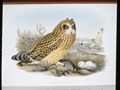 البومة قصيرة الأذن (Brachyotus Palustris) (ليثو ملون يدويًا) بواسطة جون (بعد) جولد