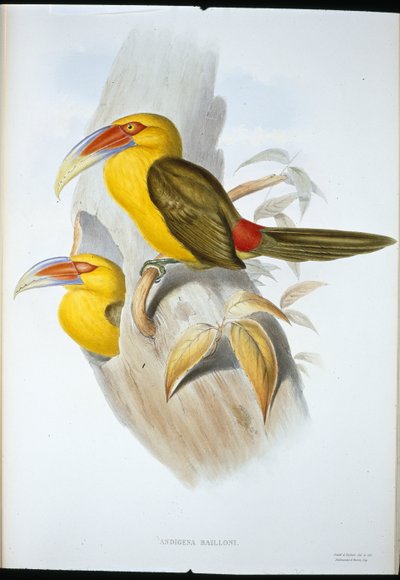 Saffron-coloured Hill Toucan (Andigena Bailloni) (hand-coloured litho) بواسطة جون (بعد) جولد