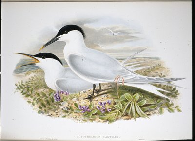 Sandwich Tern (Actochel Cantiaca) (hand-coloured litho) بواسطة جون (بعد) جولد