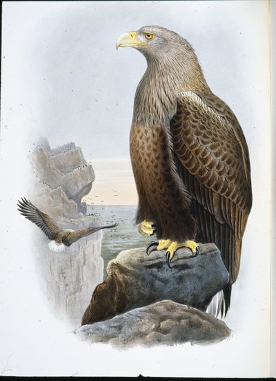 Sea Eagle (Haliaetus Albicilla) (hand-coloured litho) بواسطة جون (بعد) جولد