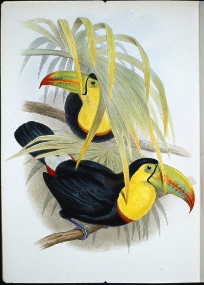 Short-billed Toucan (Ramphastos Brevicarinatus) (hand-coloured litho) بواسطة جون (بعد) جولد