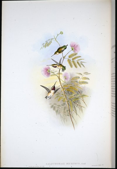 Short-tailed Wood-star (Calothorax Micrurus) (hand-coloured litho) بواسطة جون (بعد) جولد