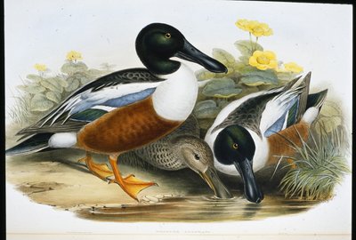 Shoveller ducks (Spatula Clypeata) (hand-coloured litho) بواسطة جون (بعد) جولد