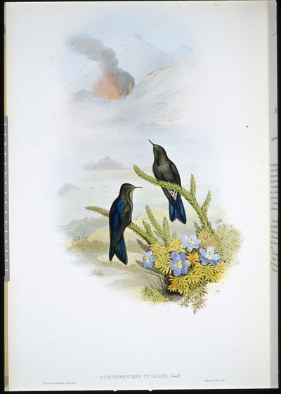 Southern Thorn-bill (Ramphomicron Vulcani) (hand-coloured litho) بواسطة جون (بعد) جولد