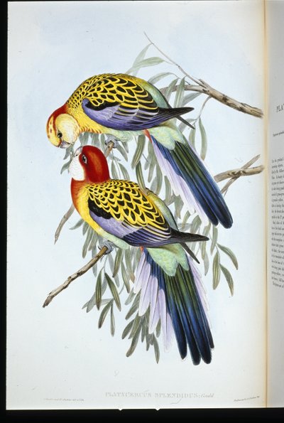 Splendid Parakeet (palatycercus Splendidus) (hand-coloured litho) بواسطة جون (بعد) جولد