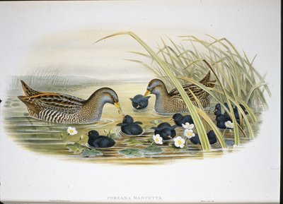 Spotted Crake (Porzana Maruetta) (hand-coloured litho) بواسطة جون (بعد) جولد