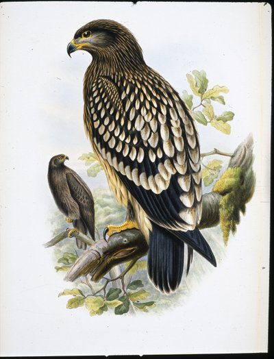 Spotted Eagle (Aquila Naevia) (hand-coloured litho) بواسطة جون (بعد) جولد