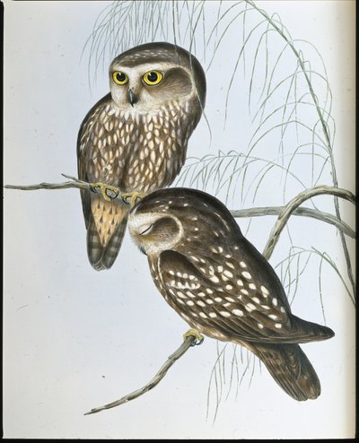 Spotted Owl (Athene Maculata) (hand-coloured litho) بواسطة جون (بعد) جولد
