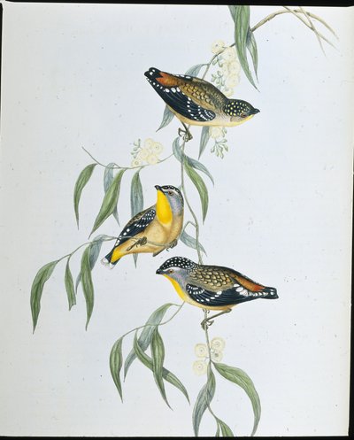 Spotted Pardalote (Pardalotus Punctatus ) (hand-coloured litho) بواسطة جون (بعد) جولد