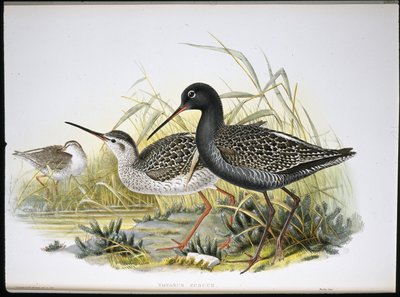 Spotted Redshank (Totanus Fuscus) (hand-coloured litho) بواسطة جون (بعد) جولد
