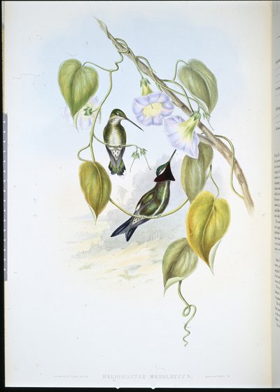 Stripe-breasted Star-throat (heliomaster mesoleucus) (hand-coloured litho) بواسطة جون (بعد) جولد