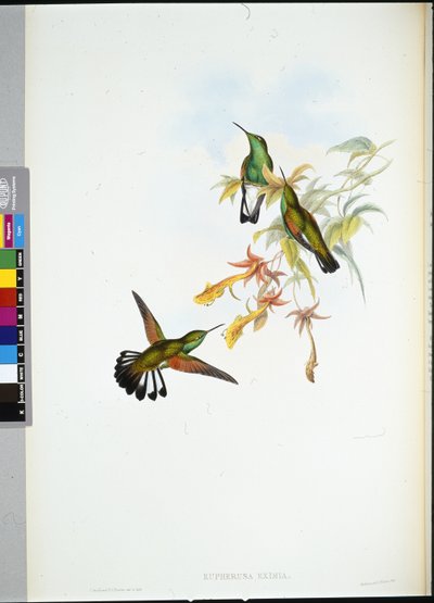 Stripe-tail Humming-bird (Eupherusa Eximia) (hand-coloured litho) بواسطة جون (بعد) جولد