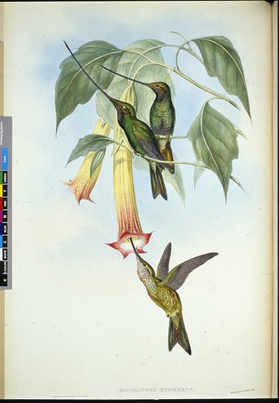 Sword-bill (Docimastes Ensiferus) (hand-coloured litho) بواسطة جون (بعد) جولد